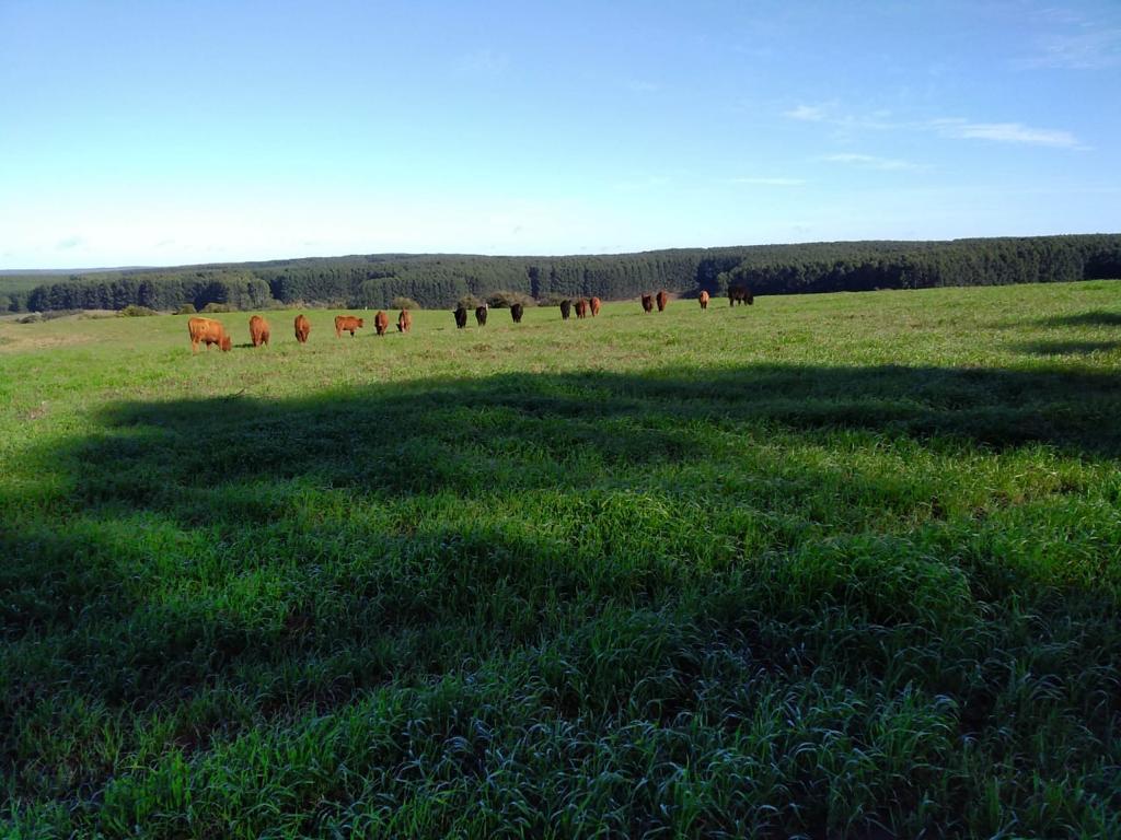 Chácara à venda, 250m² - Foto 3